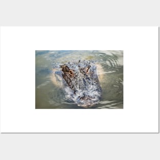 Alligator of Orlando Posters and Art